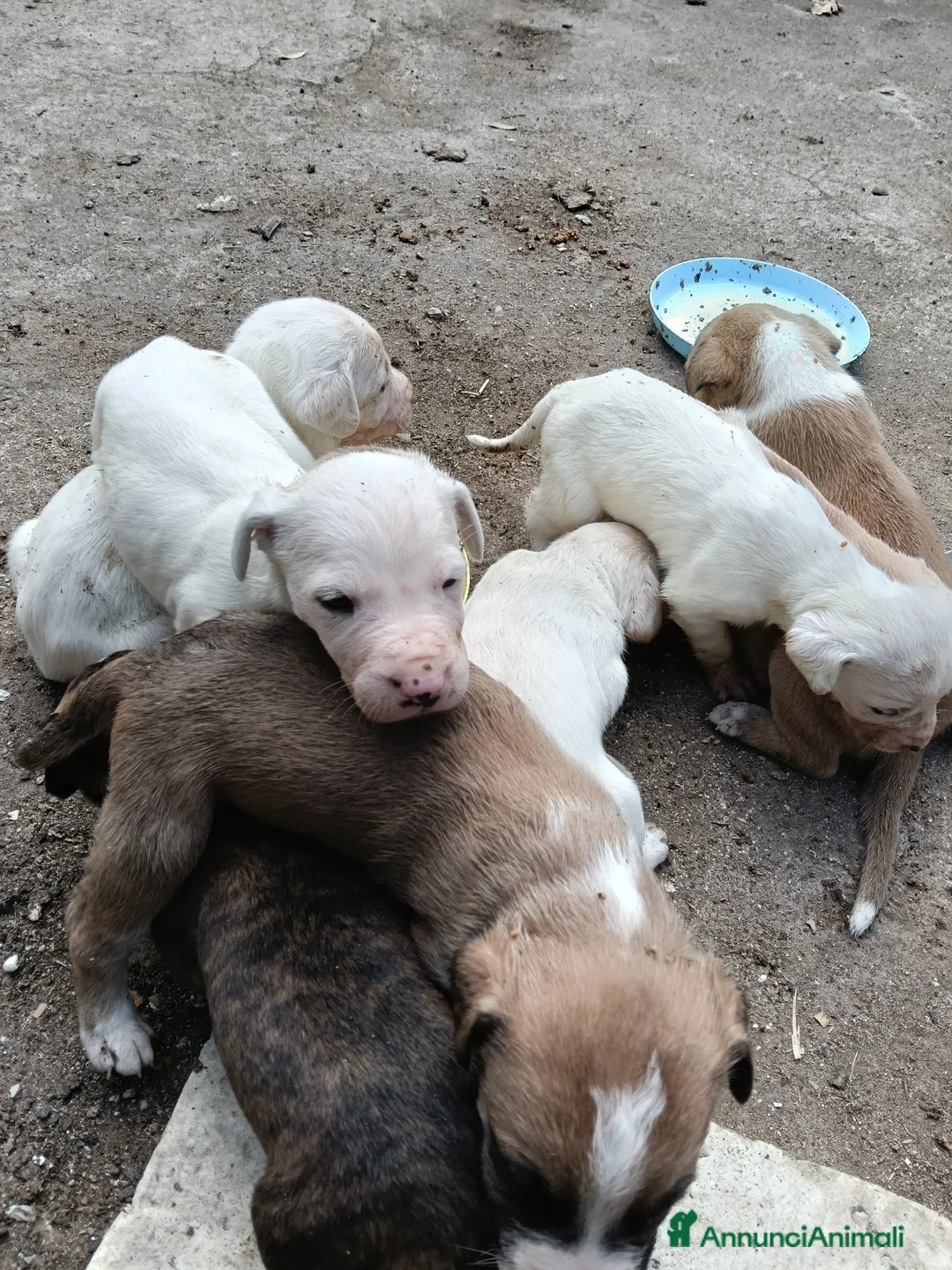 Meticcio cani in regalo: Cuccioli medico  M-Staff / Dogo argentino  - Annuncio 2