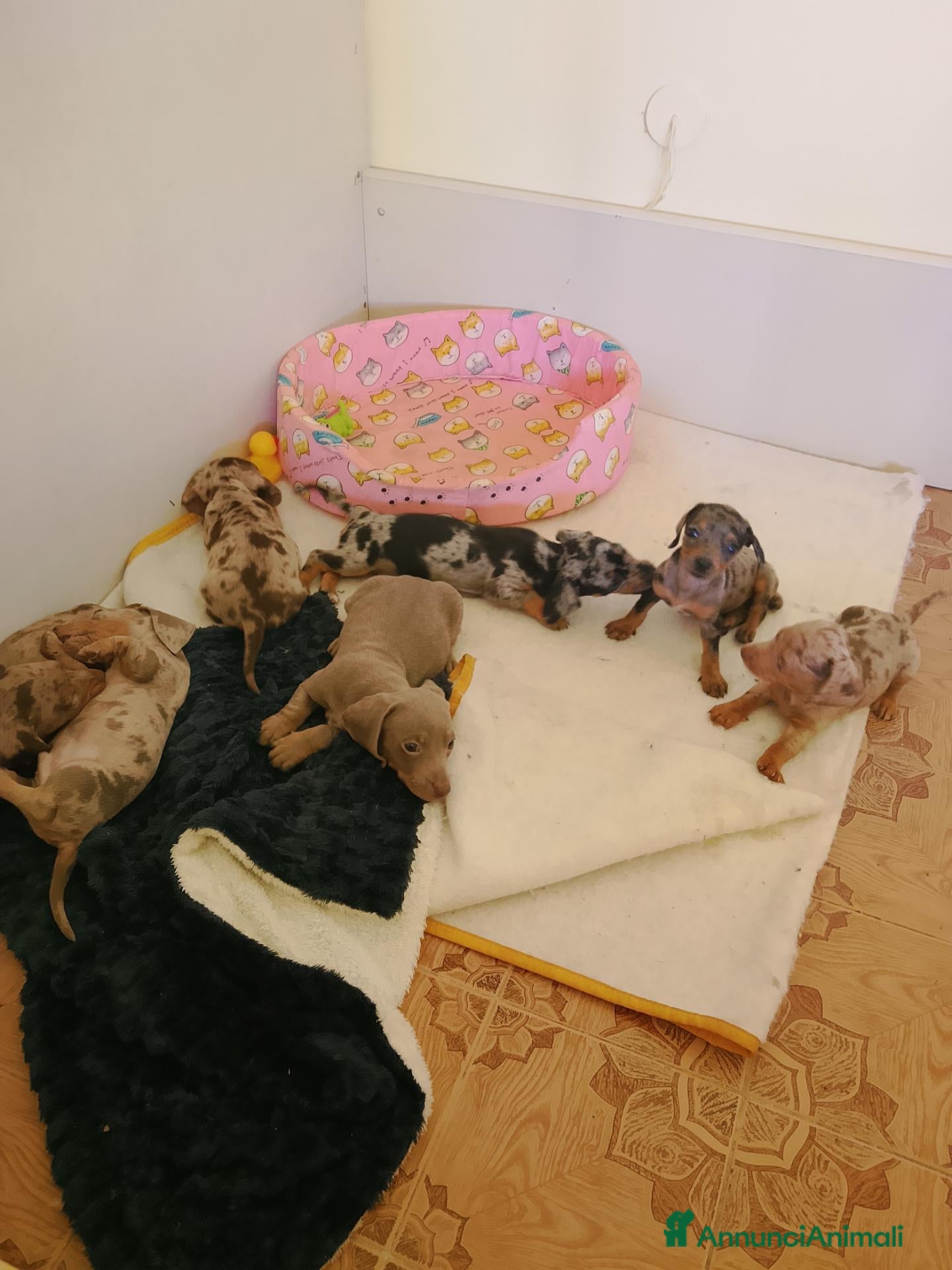 Bassotto Nano cani Cuccioli  - Annuncio 2