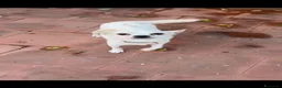 Chihuahua cani in regalo: BUDINO CHIHUAHUA DI TRE ANNI CERCA CASA - Annuncio 3
