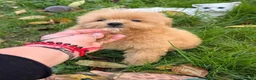 Maltipoo cani in vendita: Cuccioli di Maltipoo e Barboncino - Annuncio 6
