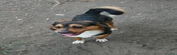 Meticcio cani in regalo: jack cucciolo tenerissimo - Annuncio 8