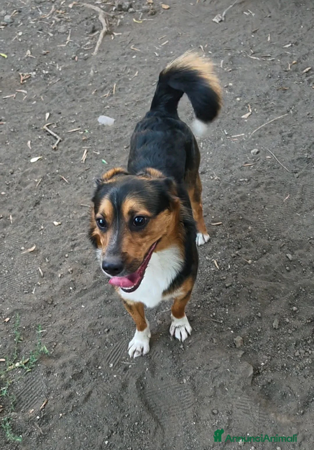 Meticcio cani in regalo: jack cucciolo tenerissimo - Annuncio 8