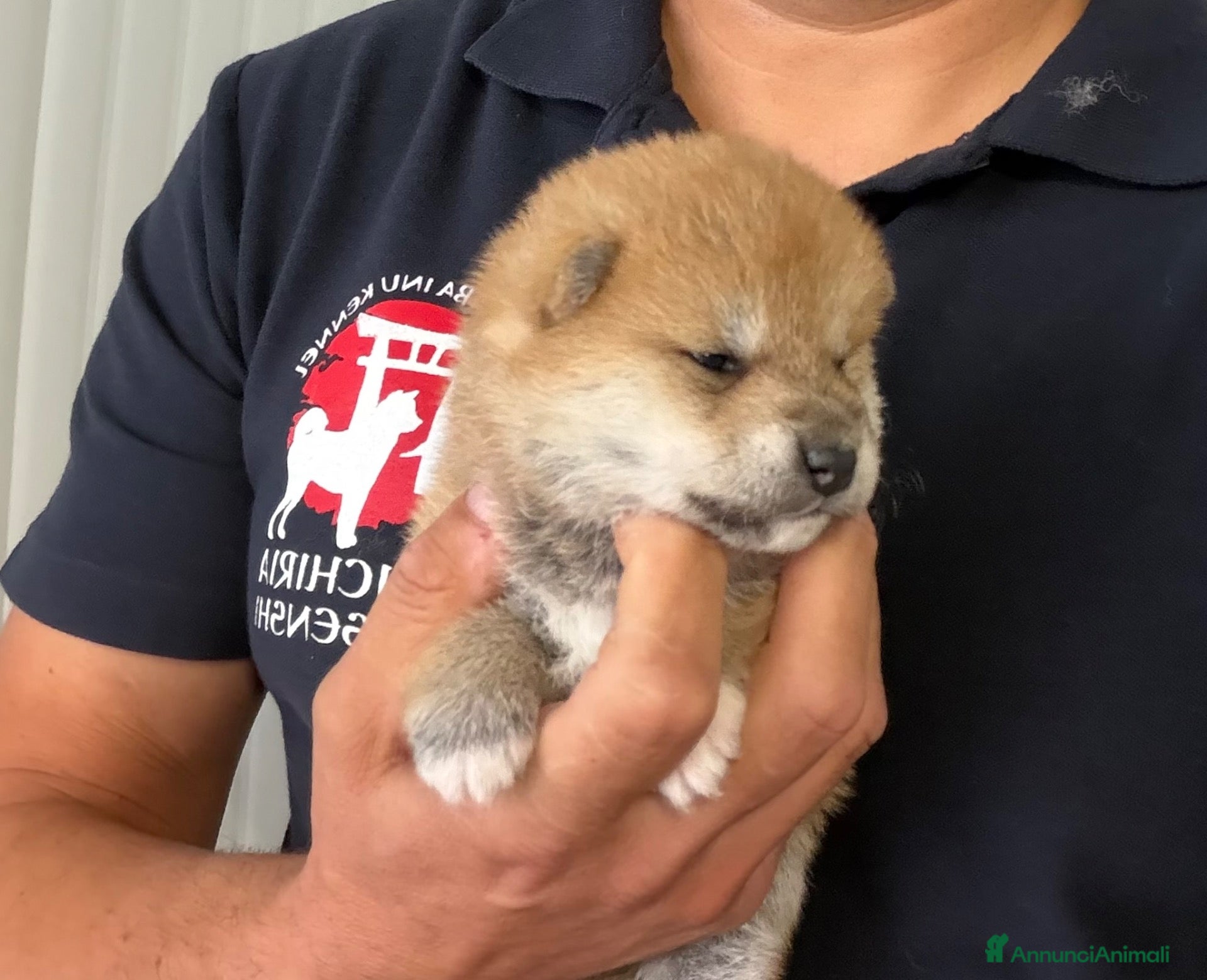 Shiba Inu cani in vendita: Cuccioli Shiba Inu con Pedigree - Annuncio 1