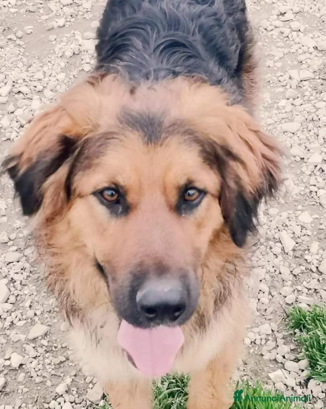 Meticcio cani in regalo: Pastorino 4anni splendido aspetta in canile.CALABR a Città Metropolitana di Milano - Annuncio 2