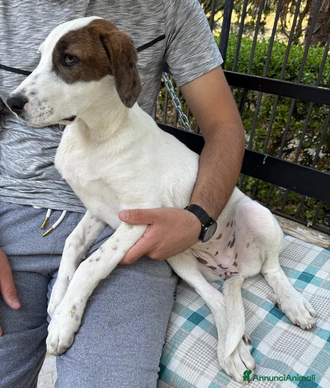 Meticcio cani in regalo: Mary e Nocciolino 4mesi e 1/2 INVISIBILI! SICILIA - Annuncio 2