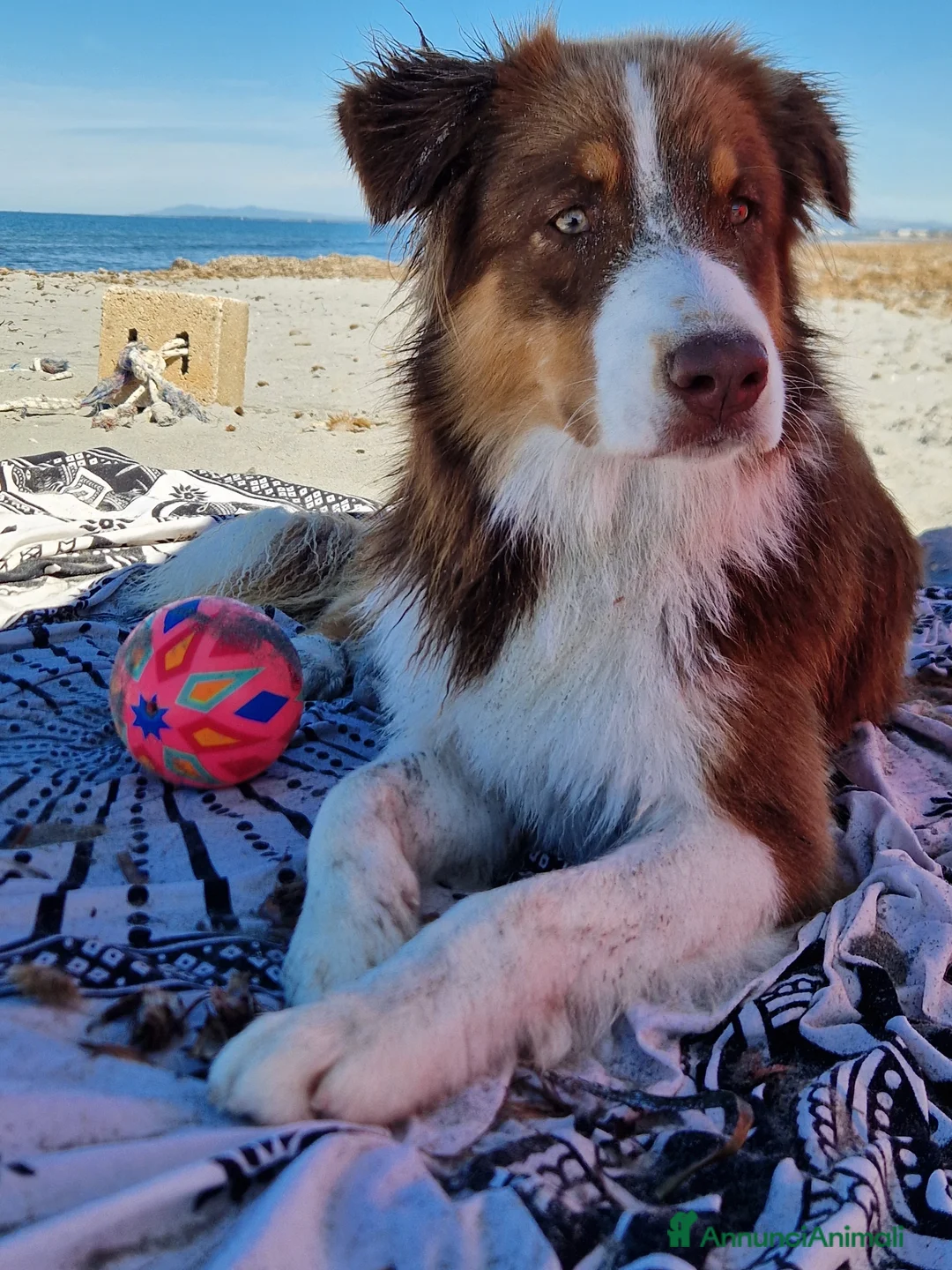 Australian Shepherd cani per accoppiamento: Pastore australiano per monta - Annuncio 2