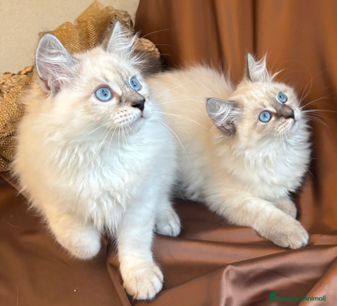 Siberiano gatti in vendita: Dolcissimi cuccioli Siberiani Neva Masquerade - Annuncio 5