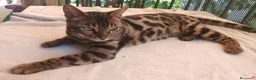 Bengala gatti in vendita: Bengala Maschio  - Annuncio 7