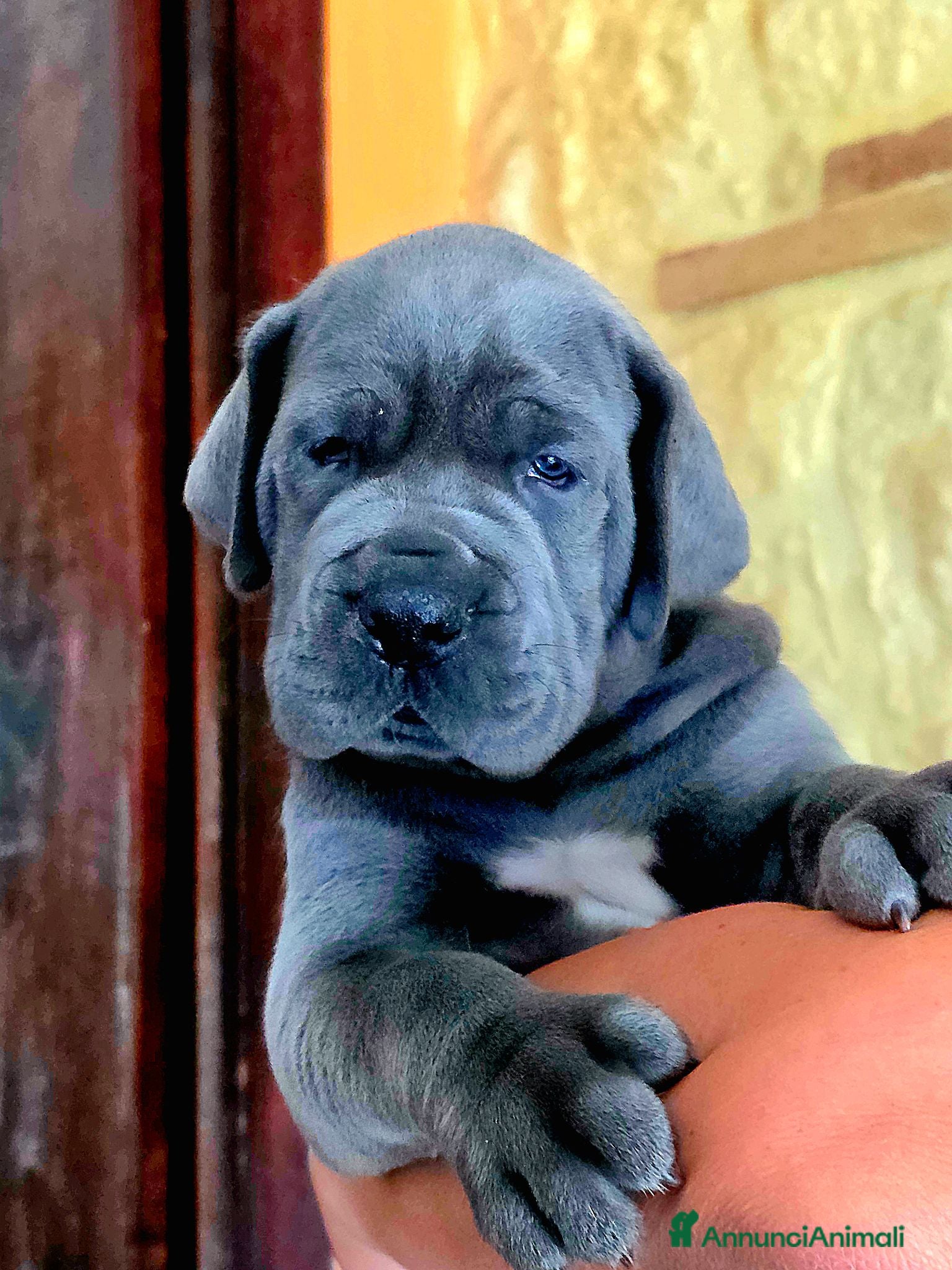 Alano cani Alani cuccioli Neri e Blu - Annuncio 1