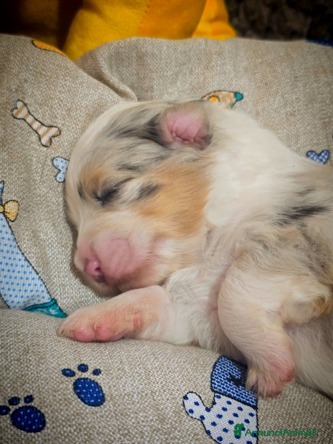 Australian Shepherd cani in vendita: Cucciole di pastore australiano con pedigree ENCI - Annuncio 28
