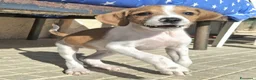 Meticcio cani in regalo: Zack 2 mesi taglia media piccola  - Annuncio 3