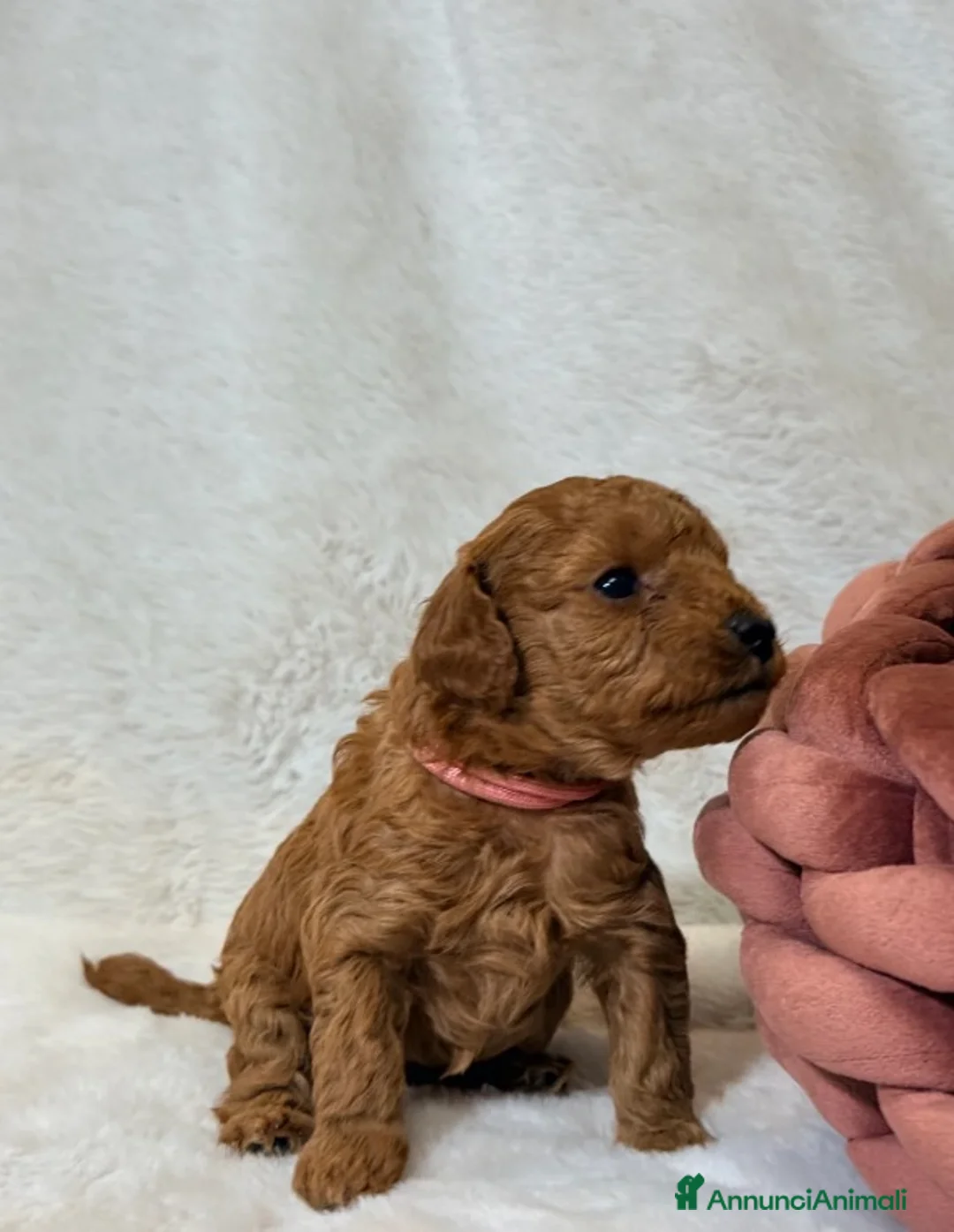 Barboncino Toy cani in vendita: Cuccioli di barboncino Toy rosso asiatico Toy barb - Annuncio 16