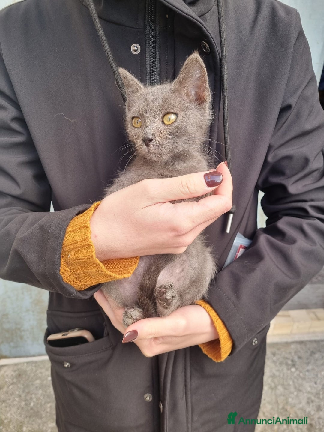 Meticcio gatti in regalo: GATTINI AMOREVOLI - Annuncio 5