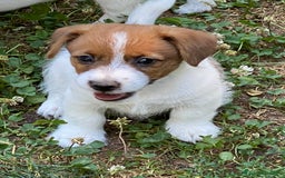Jack Russell cani in vendita: Jack Russell pelo ruvido due mesi maschio a Città metropolitana di Milano - Immagine 12
