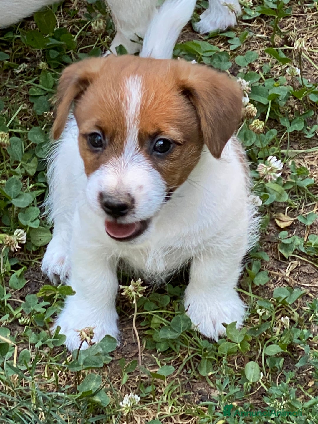 Jack Russell cani in vendita: Jack Russell pelo ruvido due mesi maschio a Città metropolitana di Milano - Immagine 12