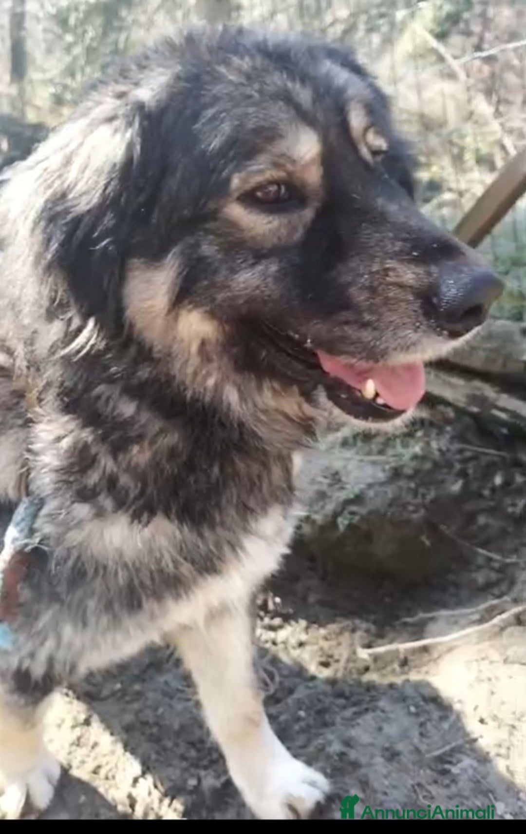 Meticcio cani in regalo: NAVONA mix Pastore Carpazi 4/5anni ALESSANDRIA a Città metropolitana di Milano - Annuncio 6