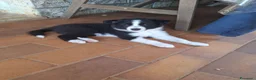 Border Collie cani in vendita: Cuccioli border collie - Annuncio 3