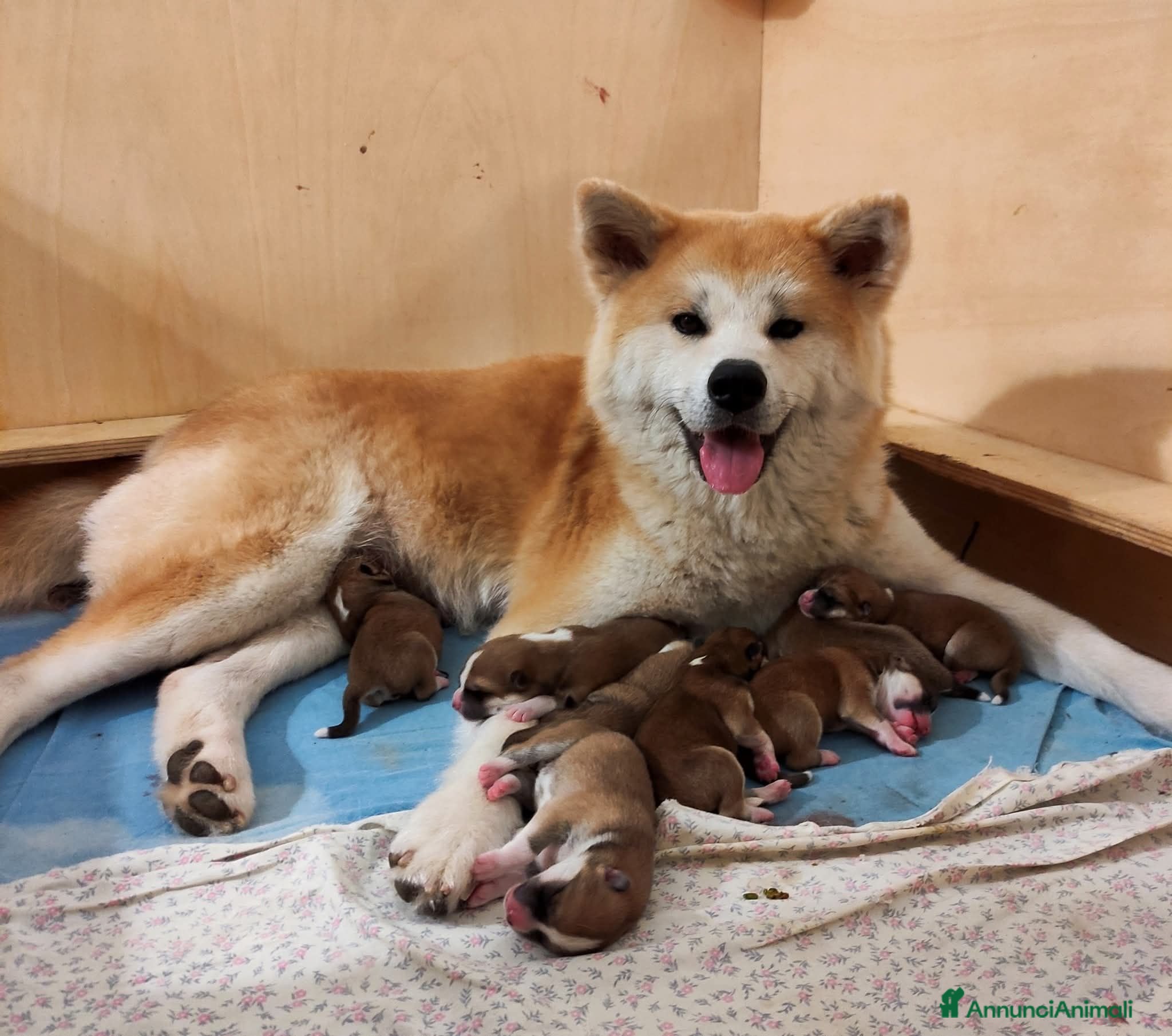 Akita Inu cani Cuccioli di Akita Inu - Annuncio 17