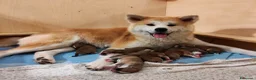 Akita Inu cani in vendita: Cuccioli di Akita Inu - Annuncio 1