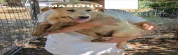 Meticcio cani in regalo: Cuccioli meticci cercano casa - Annuncio 21