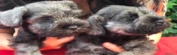 Mini Schnauzer cani in vendita: Cuccioli di zwergschnauzer pepe e sale  a Provincia di Macerata - Annuncio 8