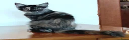Maine Coon gatti in vendita: Maine Coon due dolci cucciolotte - Annuncio 5