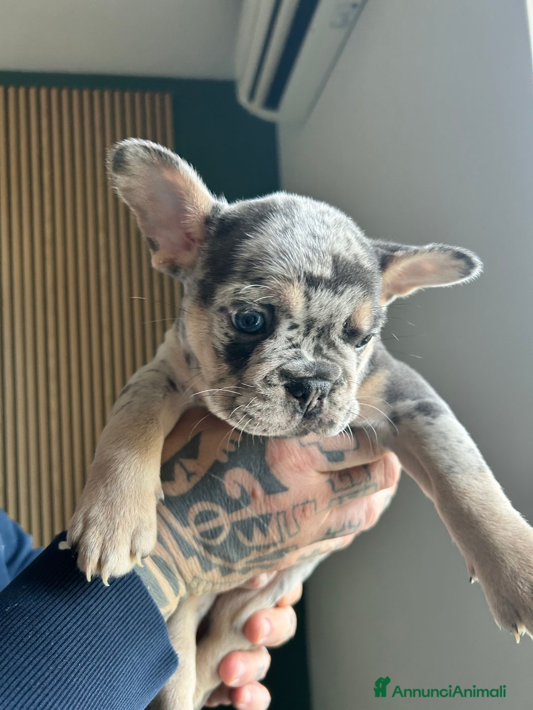 Bulldog Francese cani in vendita: Cuccioli di bulldog  - Annuncio 4