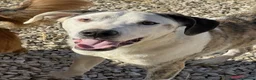 Meticcio cani in regalo: ALFA, mix PITBULL super coccolone!! - Annuncio 2