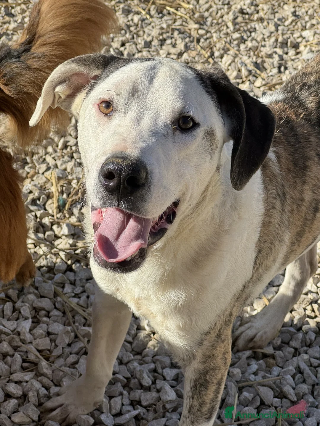 Meticcio cani in regalo: ALFA, mix PITBULL super coccolone!! - Annuncio 2