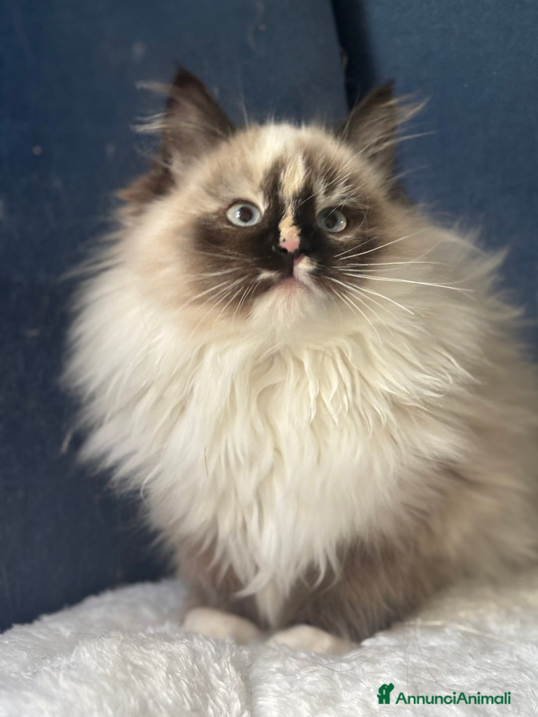 Siberiano gatti in vendita: Dolcissima gattina siberiana ipoallergenica - Annuncio 2
