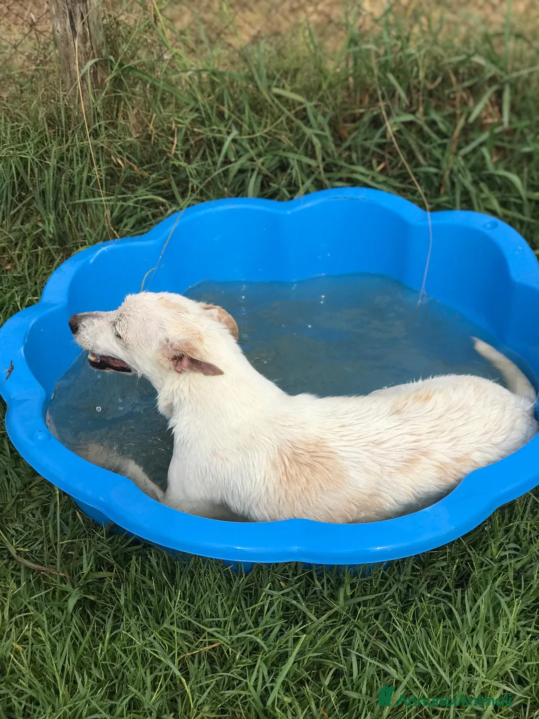 Meticcio cani in regalo: Tilla, simpatica cagnolina a pois - in adozione a Provincia di Latina - Annuncio 2
