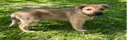 Meticcio cani in regalo: Cucciola 4 mesi taglia medio piccola a Città Metropolitana di Torino - Annuncio 3