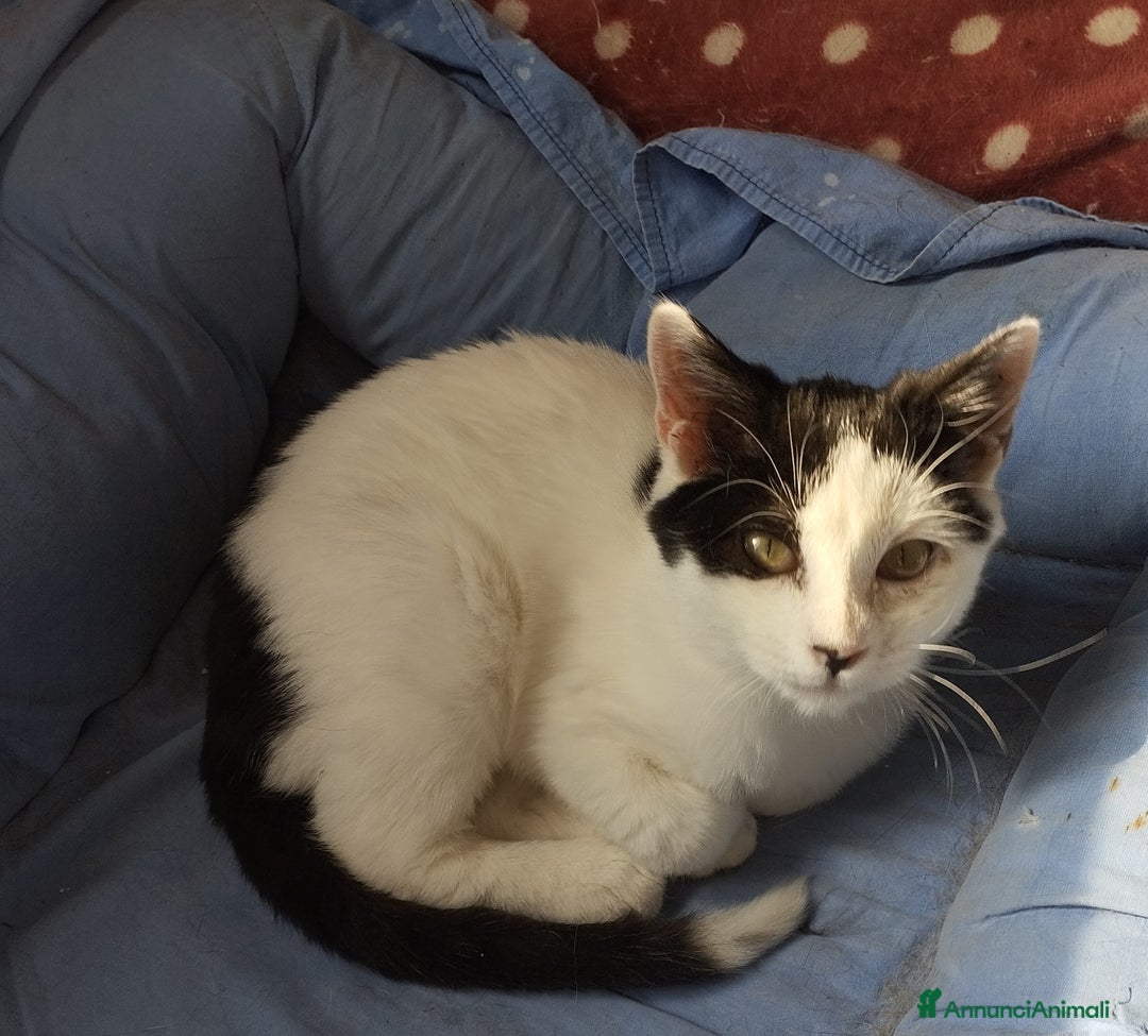 Europeo gatti in regalo: Simpaticissima Elly! - Annuncio 5
