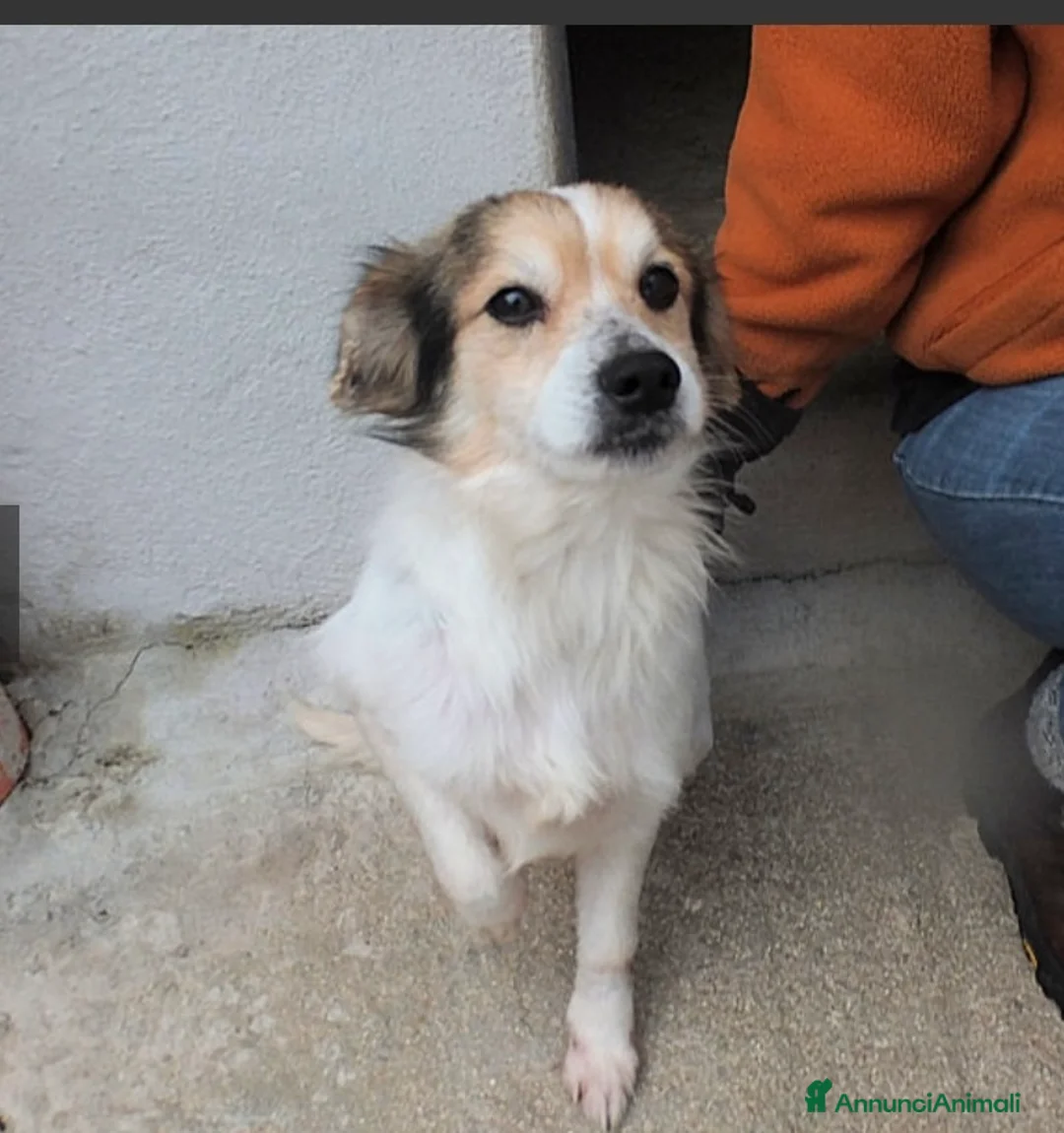 Altre razze cani in regalo: OTTO, un vero amore, taglia piccola  -12 kg  - Annuncio 5