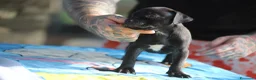 Pitbull cani in vendita: Cuccioli Pit Bull con pedigree anche a rate - Annuncio 19