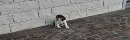 Beagle cani in vendita: ULTIME CUCCIOLE BEAGLE TRICOLORE - Annuncio 5