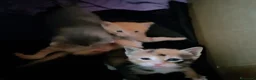 Europeo gatti in regalo: Regalo gattini  a Provincia di Isernia - Annuncio 1