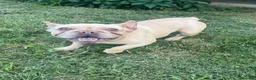 Bulldog Francese cani in vendita: Allevamento affida coppia di Bouledogue Francese - Annuncio 4