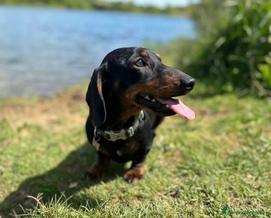Bassotto cani in vendita: Bassotti Nani - Annuncio 11