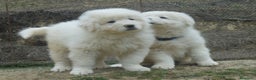 Pastore Maremmano cani in vendita: cuccioli di pastore Abruzzese  - Annuncio 7