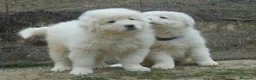 Pastore Maremmano cani in vendita: cuccioli di pastore Abruzzese  - Annuncio 7
