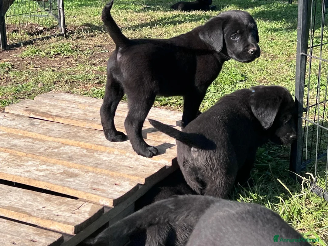 Labrador cani in vendita: Cuccioli di Labrador Retriever neri  - Annuncio 6