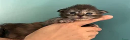 Maine Coon gatti in vendita: Maine Coon  - Annuncio 4