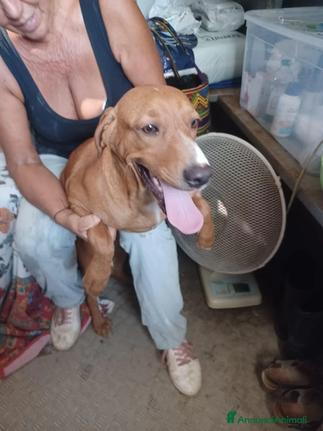 Meticcio cani in regalo: CORFU' CORFU' CORFU' - Annuncio 4