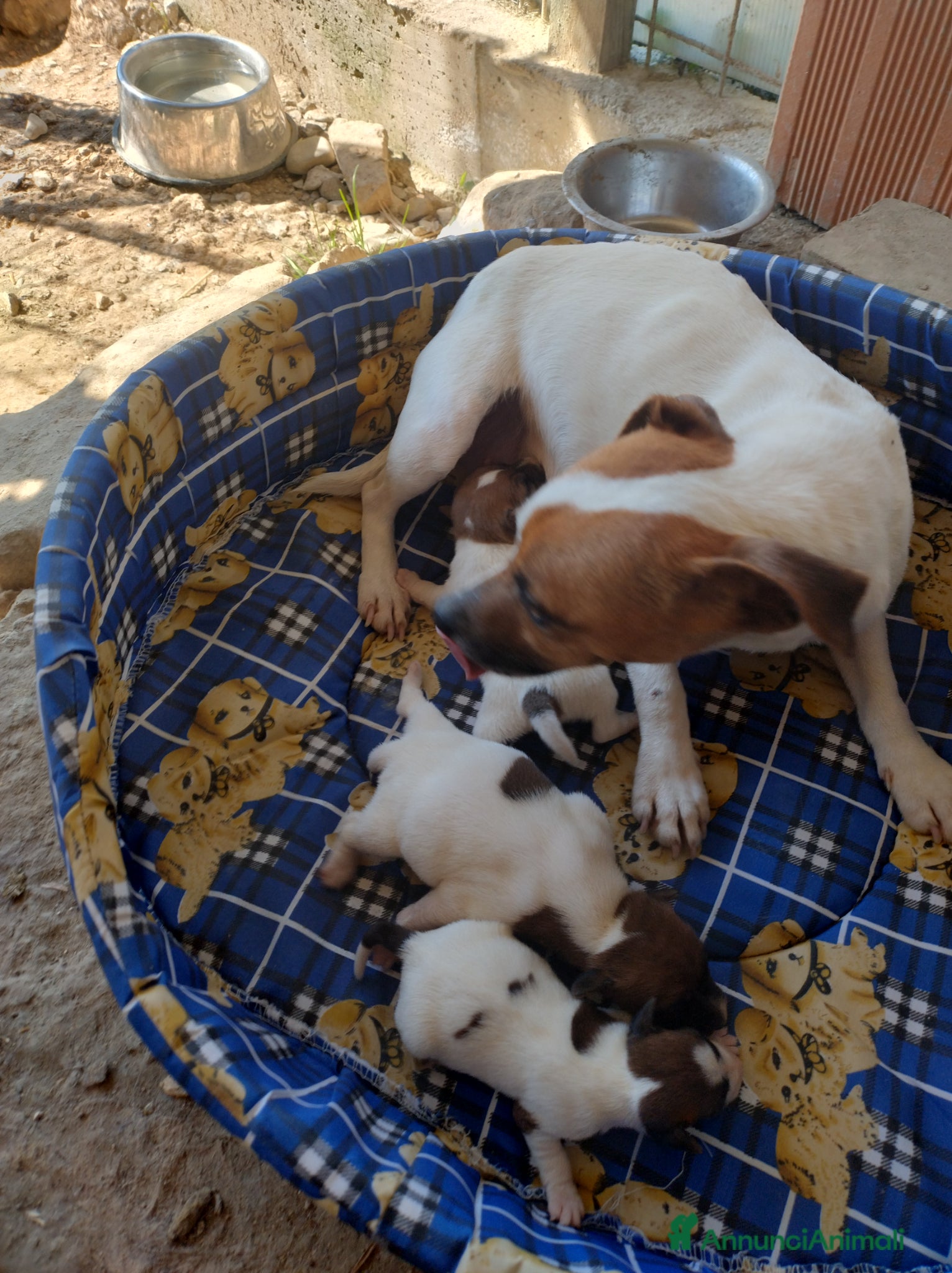 Jack Russell cani JACK RUSSELL pelo corto  - Annuncio 5