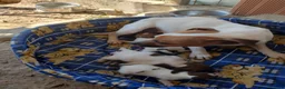 Jack Russell cani in vendita: JACK RUSSELL pelo corto  - Annuncio 1