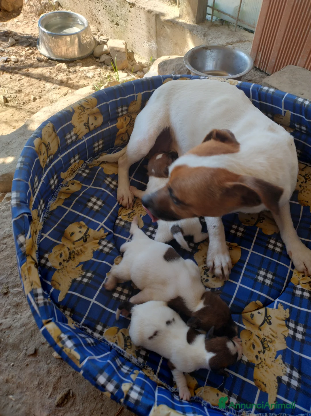 Jack Russell cani in vendita: JACK RUSSELL pelo corto  - Annuncio 1