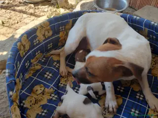 Jack Russell cani JACK RUSSELL pelo corto - Annuncio 5