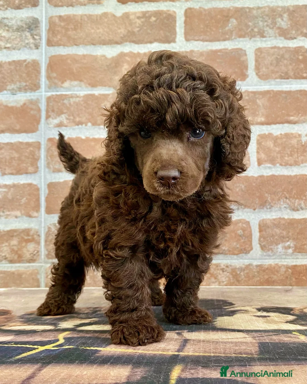 Immagine della galleria {{count}}