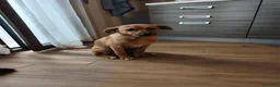 Meticcio cani in regalo: SILVYE cucciola coccolona  - tg piccola a Città metropolitana di Milano - Annuncio 4
